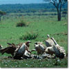 Rüppell's Griffon vulture