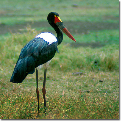 Jabirú del Senegal en la Reserva Nacional de Masai Mara. Javier Yanes/Kenyalogy.com