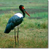 Saddle-billed stork