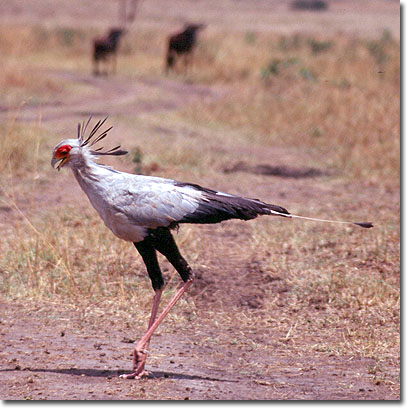 Secretario en la Reserva Nacional de Masai Mara. Javier Yanes/Kenyalogy.com