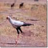 Secretary bird