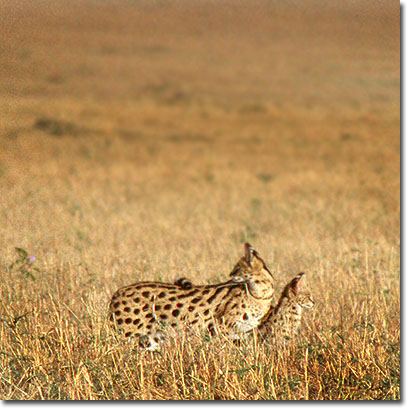 Una hembra de serval con su cachorro en la Reserva Nacional de Masai Mara. Javier Yanes/Kenyalogy.com