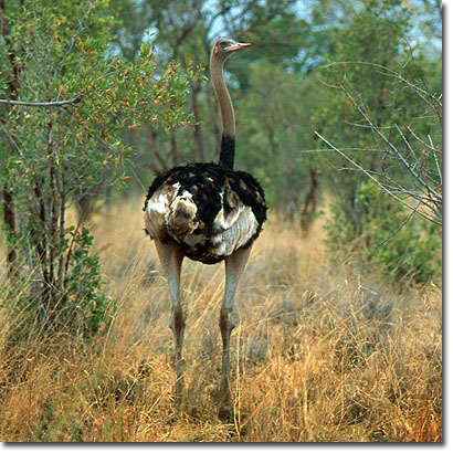 Avestruz somalí en el Parque Nacional de Meru. Javier Yanes/Kenyalogy.com