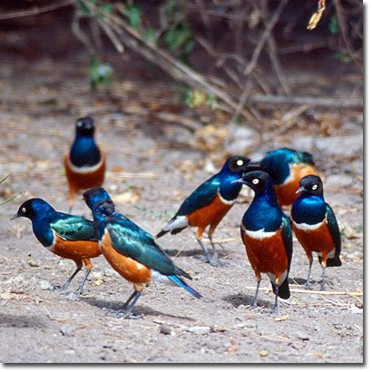 Estorninos soberbios en la Reserva de Sweetwaters. Javier Yanes/Kenyalogy.com