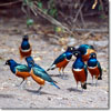 Superb starling