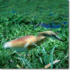 Squacco heron
