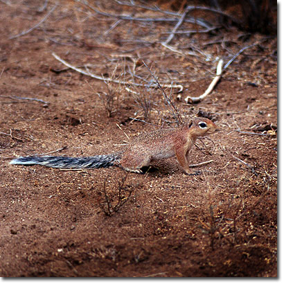 Ardilla terrestre en la Reserva Nacional de Samburu. Javier Yanes/Kenyalogy.com