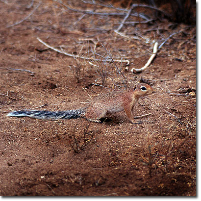 Unstriped ground squirrel in Samburu National Reserve. Javier Yanes/Kenyalogy.com