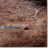 Ground squirrel