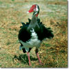 Spur-winged goose