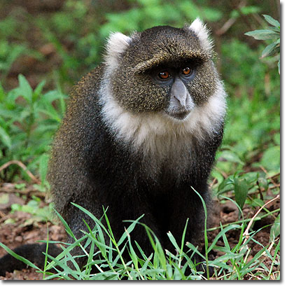 Mono de Sykes en el Parque Nacional de Aberdare. Javier Yanes/Kenyalogy.com