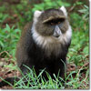 Sykes monkey