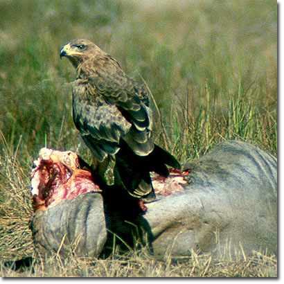 Águila rapaz en el Parque Nacional de Amboseli. Javier Yanes/Kenyalogy.com