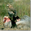 Tawny eagle