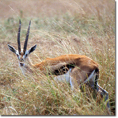 Gacela de Thomson en la Reserva Nacional de Masai Mara. Javier Yanes/Kenyalogy.com
