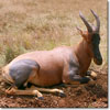 Topi