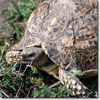 Leopard tortoise
