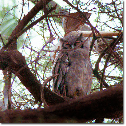 Búho lechoso en la Reserva Nacional de Samburu. Javier Yanes/Kenyalogy.com