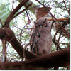 Verreaux's eagle-owl