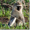 Vervet monkey