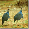 Vulturine guinea fowl