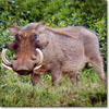 Warthog