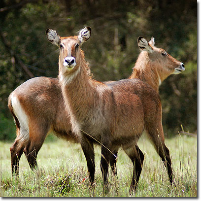 Antílopes acuáticos Defassa en el Parque Nacional de Aberdare. Javier Yanes/Kenyalogy.com