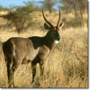 Waterbuck