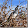 White-bellied go-away-bird
