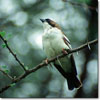 White-browed sparrow weaver