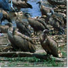 White-backed vulture