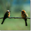 White-fronted bee eater