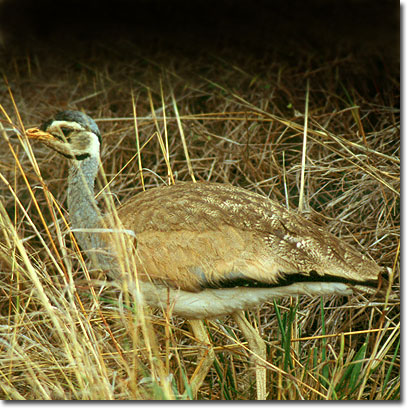 White-bellied bustard in Nairobi National Park. Javier Yanes/Kenyalogy.com