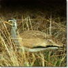 White-bellied bustard