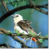 White-headed buffalo weaver