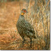 Yellow-necked spurfowl